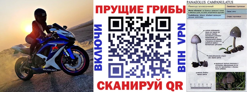 Псилоцибиновые грибы Psilocybe Удомля