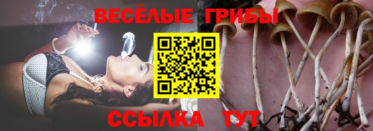 Псилоцибиновые грибы Cubensis Удомля